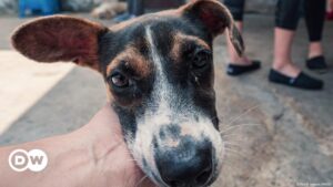 Perros huelen estrés humano y eso altera su comportamiento – DW – 24/07/2024