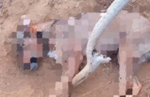 Piden aprehender y judicializar a exterminadores de mascotas en Falcón
