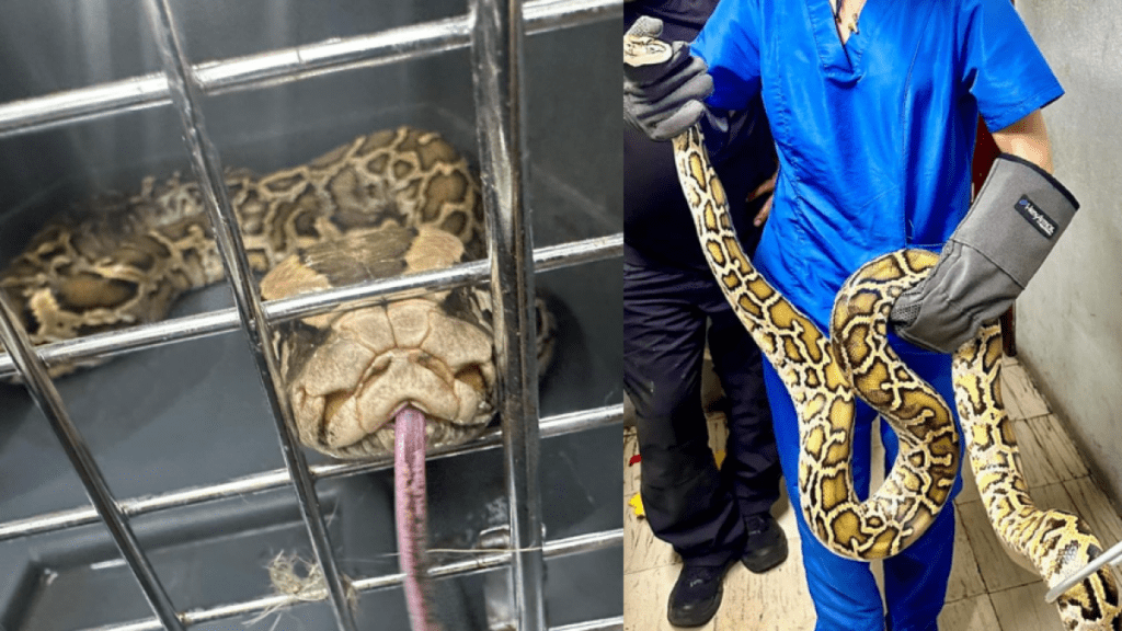 Pitón Birmana fue encontrada en cautiverio en Valle del Cauca