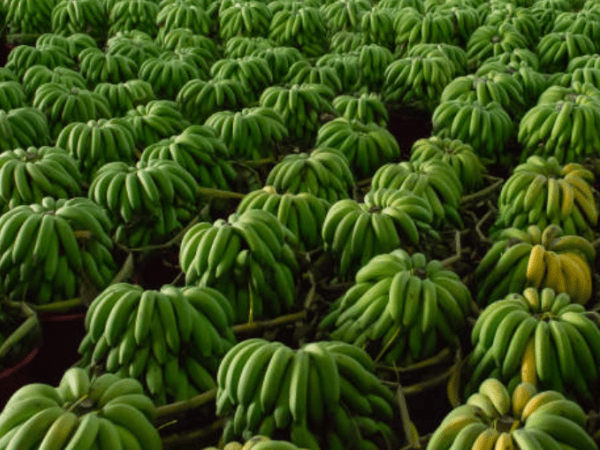 Por cumplir con estándares internacionales, exportaciones de banano colombiano se potencian | Agro | Economía
