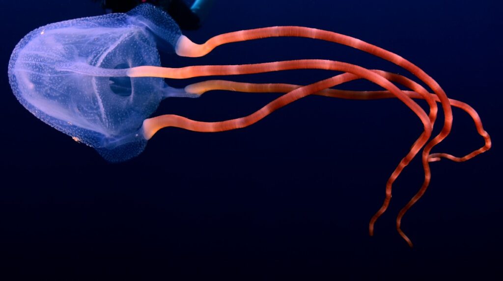 Por qué muchos animales de las profundidades marinas son rojos