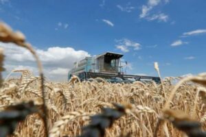 Producción mundial de cereales alcanzará su máximo histórico en 2024