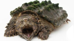 tortuga