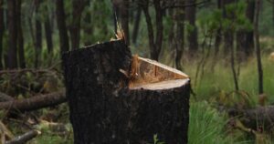 Qué son los bosques de agua y cuáles cambios necesita la ley para protegerlos en México