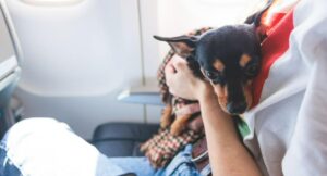 Radicaron proyecto de ley para reglamentar y mejorar los viajes con mascotas