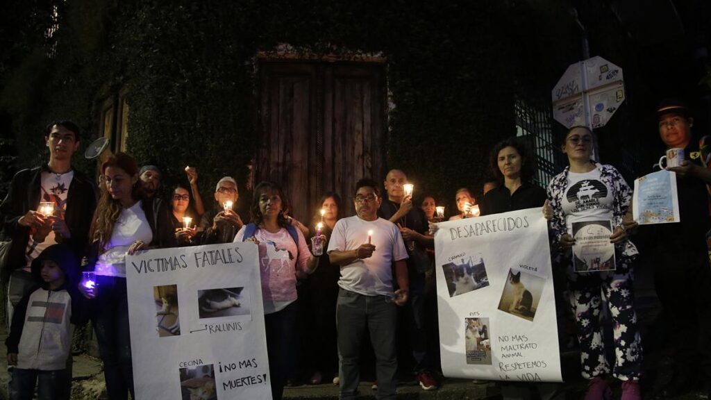 Rechazan muertes provocadas de gatos en el barrio San Antonio de Cali y de 20 perros en Jamundí: habrían sido envenenados