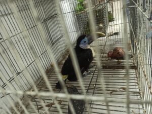 Rescatadas 31 aves y un animal silvestre en Caracas: Eran víctimas de una red de comercio ilícito de especies (Fotos) - AlbertoNews