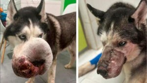Rex, el lobo siberiano que conmovió a las redes y venció a la muerte