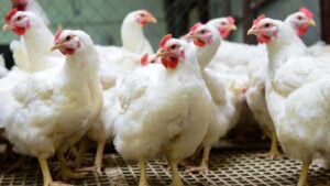 Sector avícola prevé generar 550 mil toneladas de pollo en este 2024 - AlbertoNews