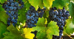 Un nuevo estudio sostiene que las uvas existen gracias a la extinción de los dinosaurios