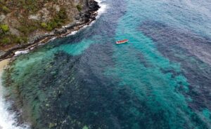 «Unomia stolonífera», el coral que invade costas venezolanas, afectando actividades como la pesca y turismo