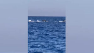 #Video Avistan a 200 delfines en el Mediterráneo