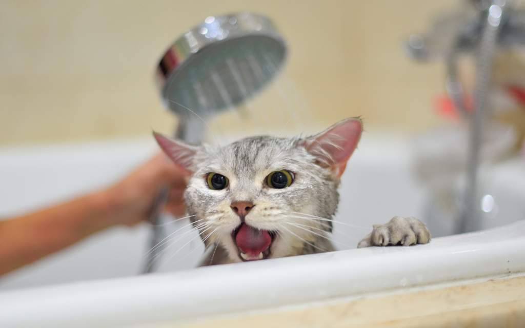 Por qué los gatos odian el agua: la clave puede estar en su evolución