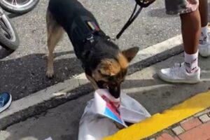 video viral de perrito que destroza pendón de Maduro durante una protesta
