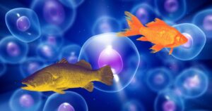 ¿Por qué los peces no tienen dos cabezas? Descubre el papel de los campos eléctricos