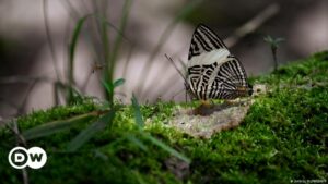 ¿Puede Europa preservar los bosques del planeta? – DW – 02/07/2024