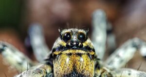 ¿Una araña me puede matar? Los casos de envenenamiento por arañas en España son extremadamente raros