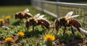 ¿qué tienen que ver las abejas de Indian Wells?