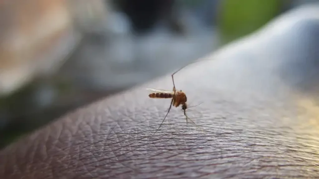 5 dispositivos para protegerte de los mosquitos este verano