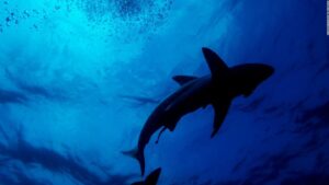 Adolescente pierde su pierna en inusual ataque de tiburón en Belice