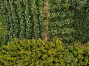 Así funcionará la plataforma de georreferenciación cafetera | Agro | Economía