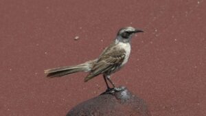 Aves aisladas por 200 años se distancian de genética y comportamiento de sus congéneres en Galápagos