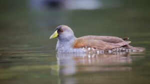 Aves de Colombia se refugian en cultivos de flores ante pérdida de hábitats
