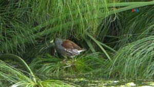 Aves en peligro de extinción anidan en cultivos de flores en Colombia