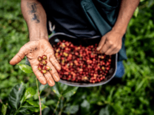 Café: ¿su consumo se convirtió en un lujo por la crisis climática? | Agro | Economía