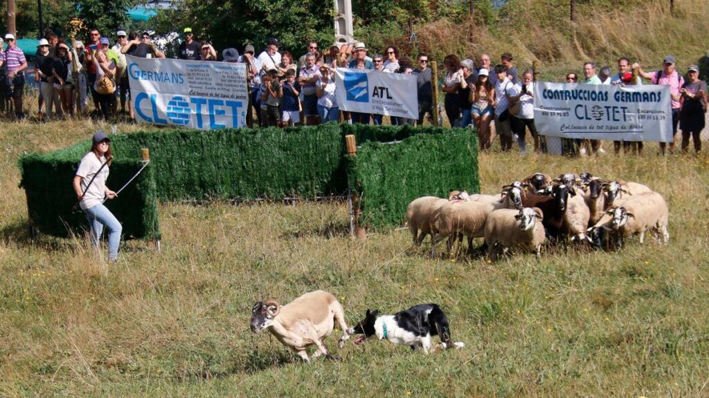 Castellar de nHug celebra el Concurso de gossos dAtura con récord de pastoras