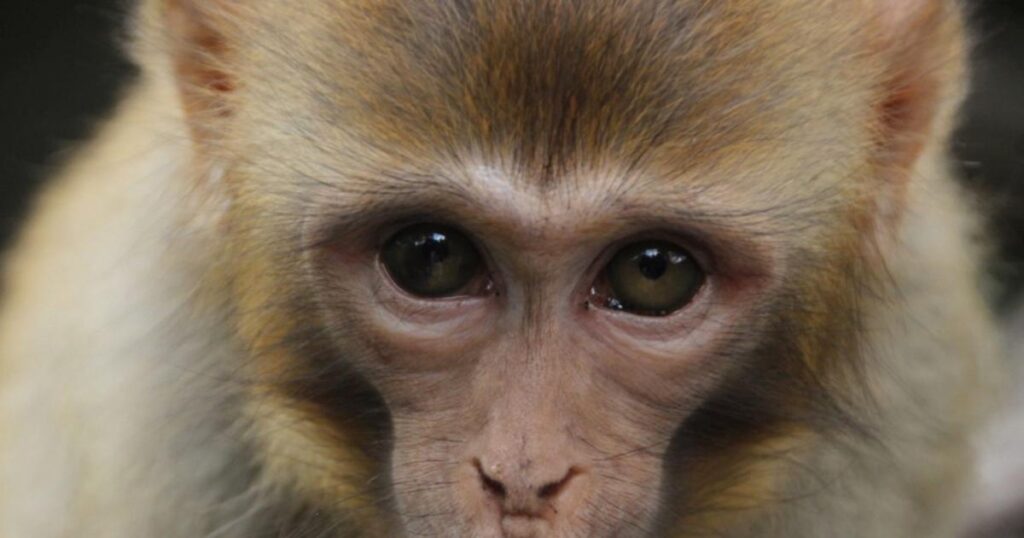 Cómo el nacimiento del primer mono quimérico podría salvarte la vida