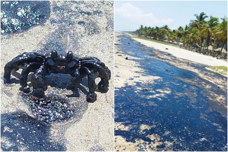 Denuncian que derrame en El Palito está causando la muerte de peces y especies marinas en Boca de Aroa (+Video)