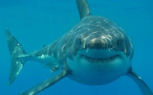 Descubren tres variedades distintas del gran tiburón blanco