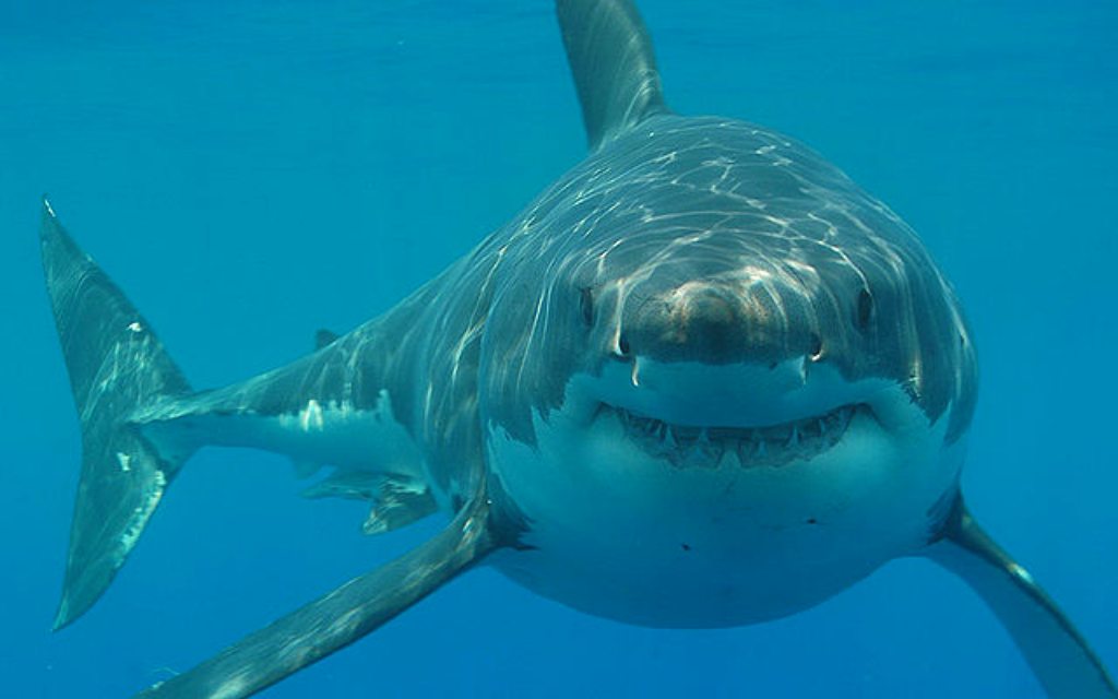 Descubren tres variedades distintas del gran tiburón blanco
