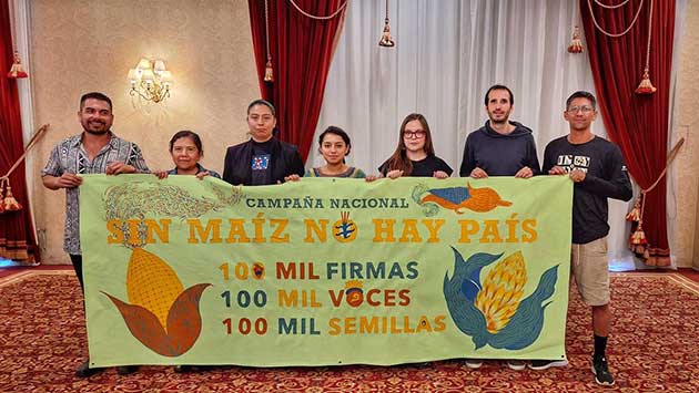 EEUU se agita en la disputa con México por el maíz transgénico