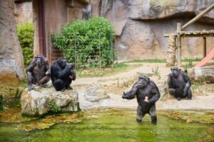 El Zoo de Barcelona adapta los cuidados frente a las altas temperaturas