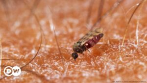 El brote del virus Oropouche pone en alerta a América Latina – DW – 14/08/2024