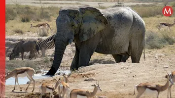 Elefantes, cebras, hipopótamos y ñus azules, entre los animales que sacrificará Namibia para "aliviar" el hambre provocada por la sequía