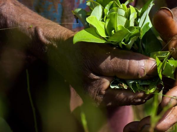 En qué consiste el pedido de revisión crítica de la hoja de coca al que se sumó Colombia | Gobierno | Economía