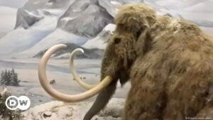 Enorme colmillo de mamut asombra a explorador en Misisipi – DW – 16/08/2024
