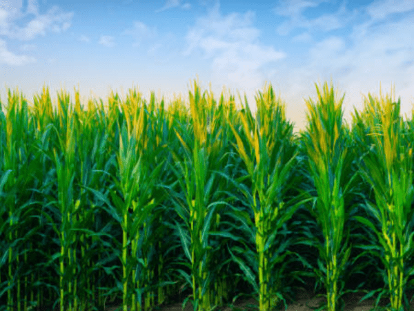 Estos son los retos a los que se enfrenta el sector de los cereales del país | Agro | Economía