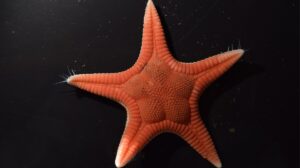 estrellas de mar en Japón