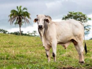 Exportaciones de ganado, golpeadas por mayor productividad en Brasil y factores macro | Agro | Economía