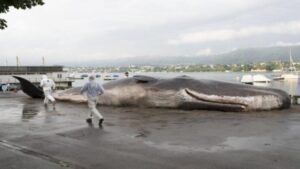 Falso cachalote encalla a orillas del lago de Zúrich para denunciar el cambio climático