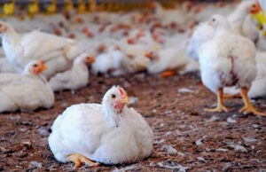 Huevos y pollo son las principales proteínas consumidas en Venezuela
