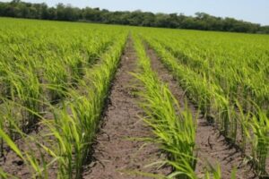 Incertidumbre política y económica pudiera afectar comercialización de cosechas de maíz y arroz