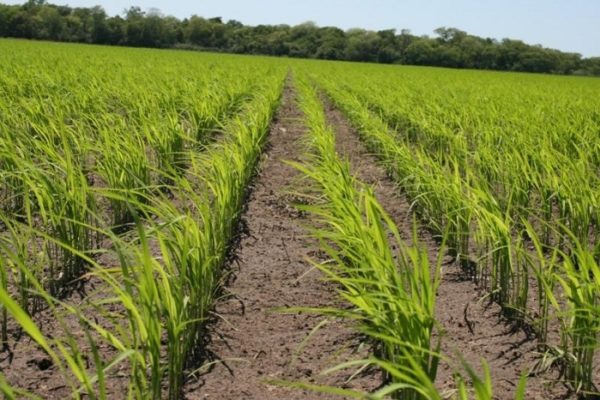 Incertidumbre política y económica pudiera afectar comercialización de cosechas de maíz y arroz