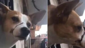 Indignación en Medellín por perrito que quedó herido luego de que le amarraran el hocico por horas para que no ladrara