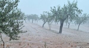 La DANA arrasa con los cultivos de almendras, naranjas y olivos de Valencia