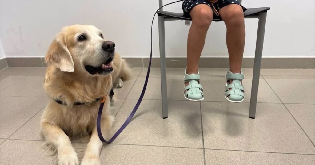 La Generalitat catalana impulsa un proyecto con perros para acompañar a niños en procesos judiciales de Lérida